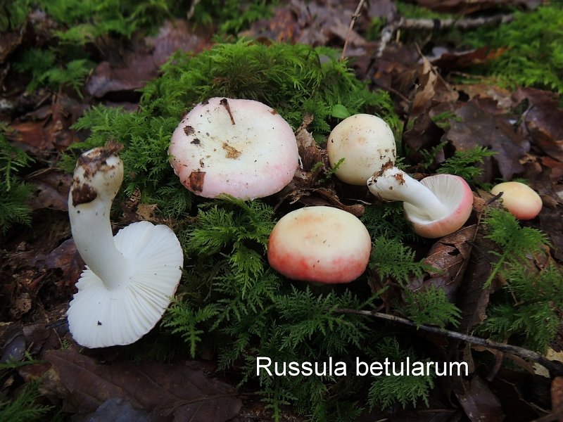 Russula betularum-amf1683.jpg - Russula betularum ; Syn1: Russula emetica var.betularum ; Syn2: Russula emetica var.crenulata ; Nom français: Russule émétique des bouleaux